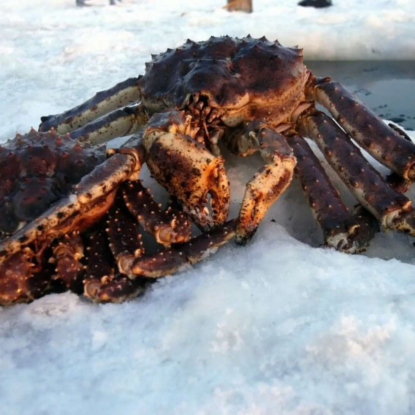 Никому не нужен краб?