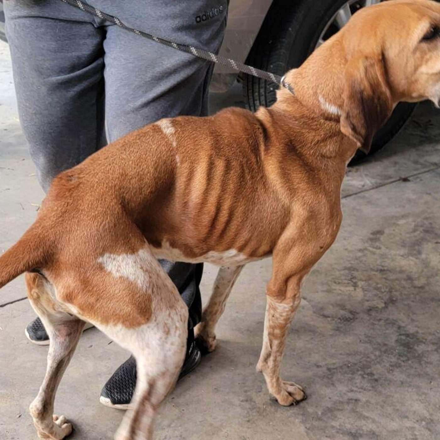 How do we keep dog rescues from getting overwhelmed into neglect?