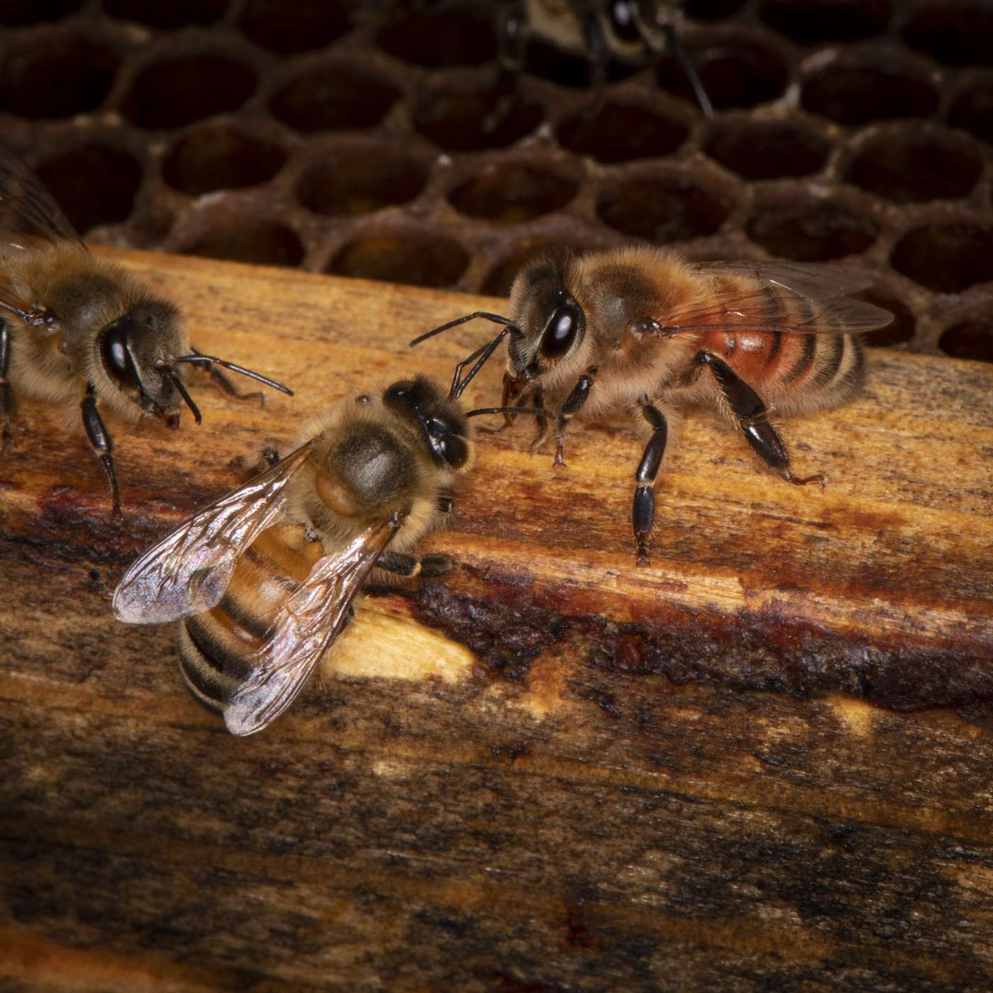 The Nature Photography Podcast