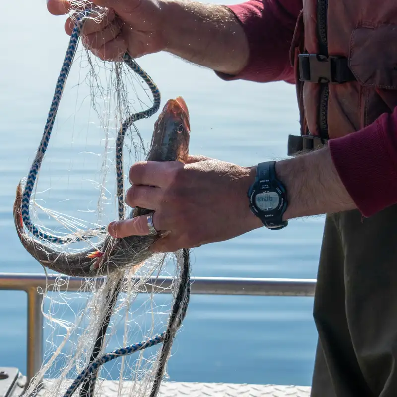 Lake Trout Gill Net Survey Lake Superior July 2022