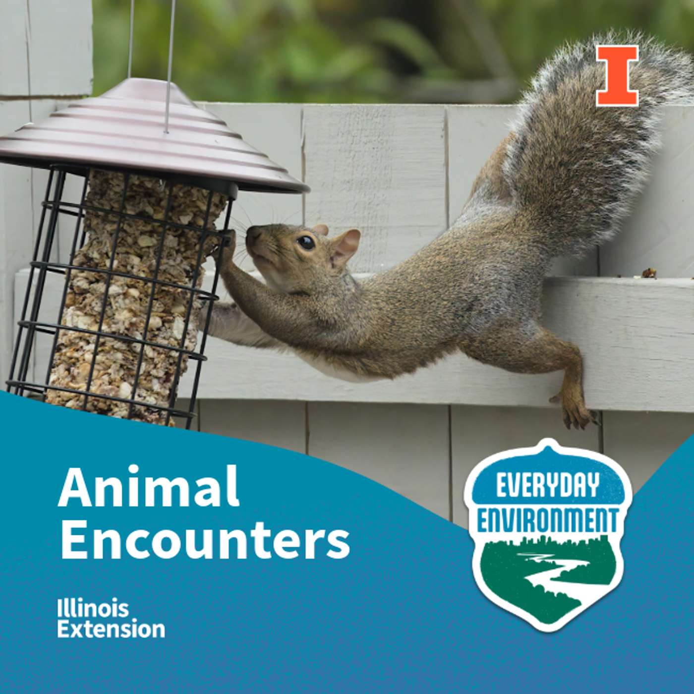 Everyday Environment Podcast