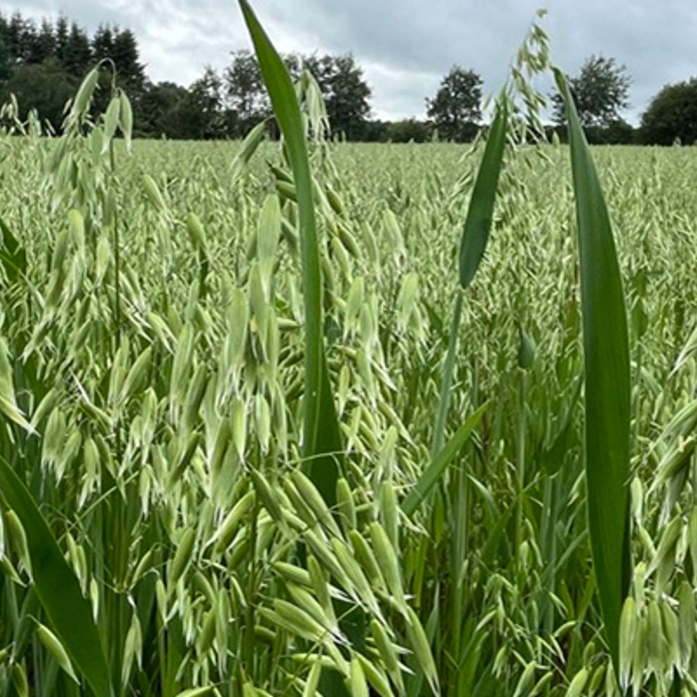 The Future of Organic Tillage