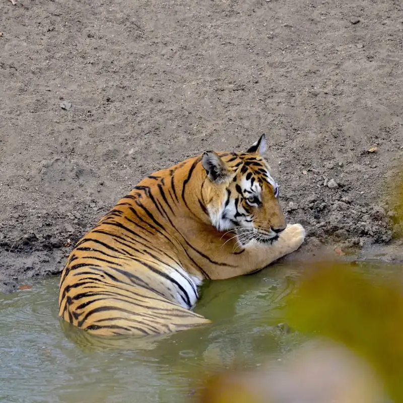 Pench National Park for a glimpse of the Bengal Tiger