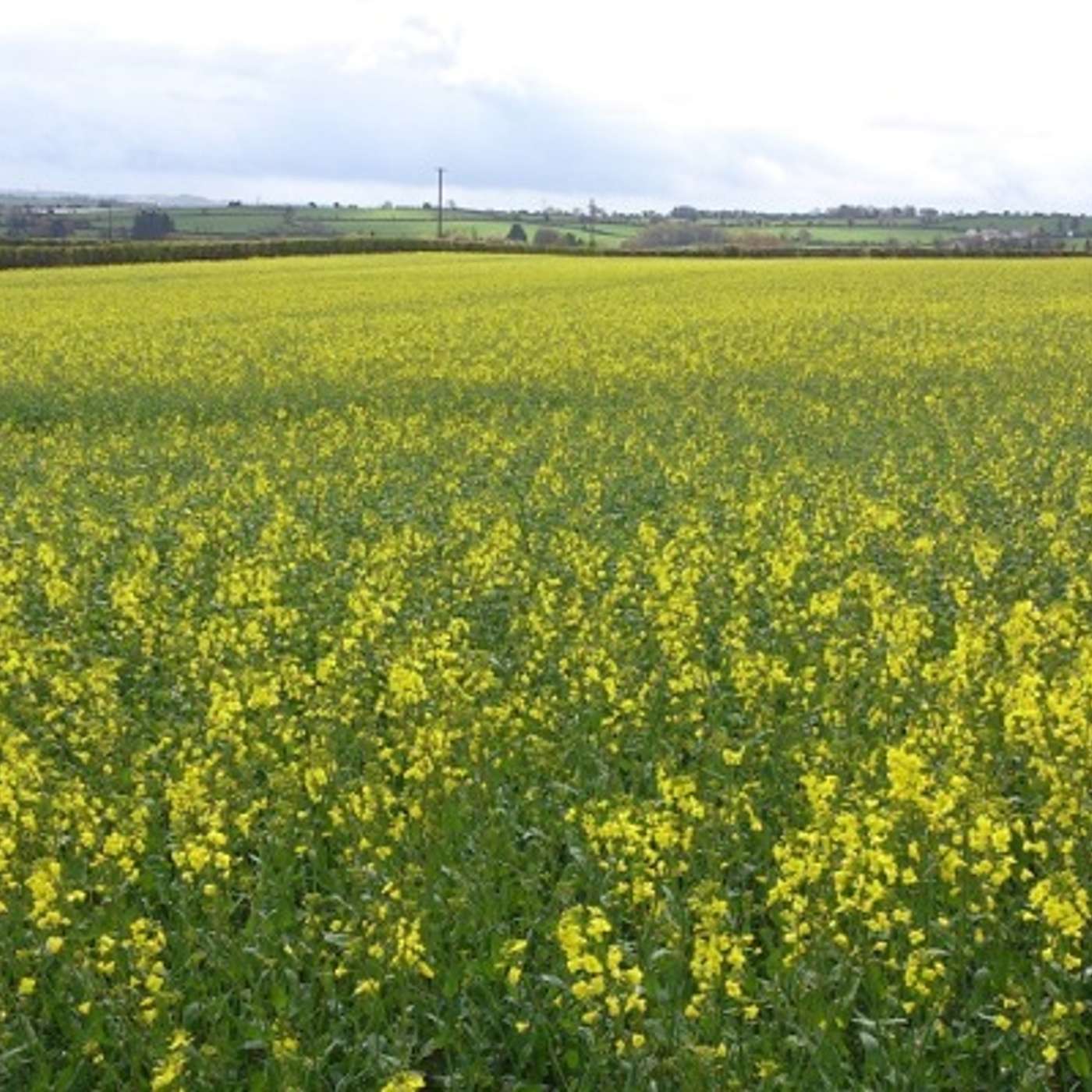 Is oilseed rape for 2026 a safer bet than cereals? Is oilseed rape for 2026 a safer bet than cereals?