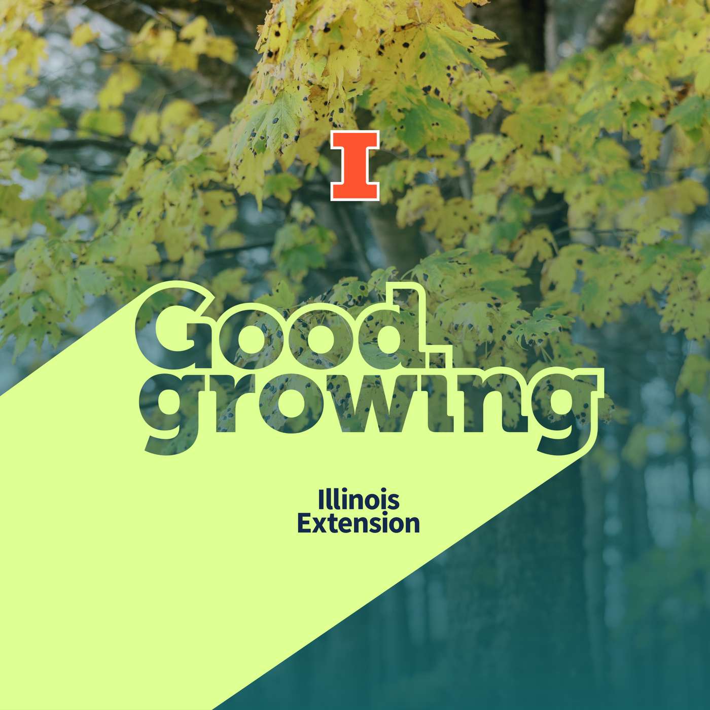 Ep. 224 Fall gardening questions answered | #GoodGrowing Ep. 224 Fall gardening questions answered | #GoodGrowing