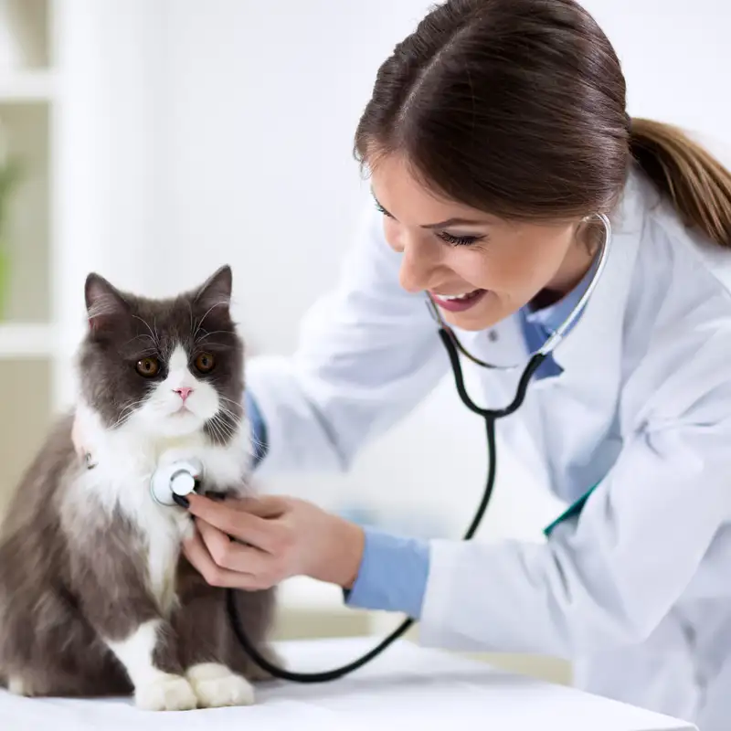 Calmer Cats, Better Care: Feline Solutions for Vets and Groomers