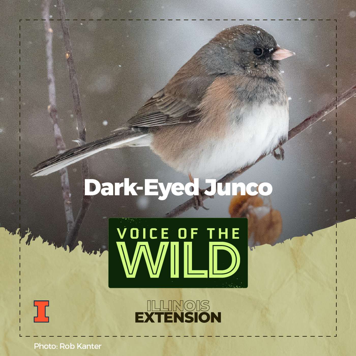 Episode 30: Dark-Eyed Junco – Voice of the Wild episode artwork