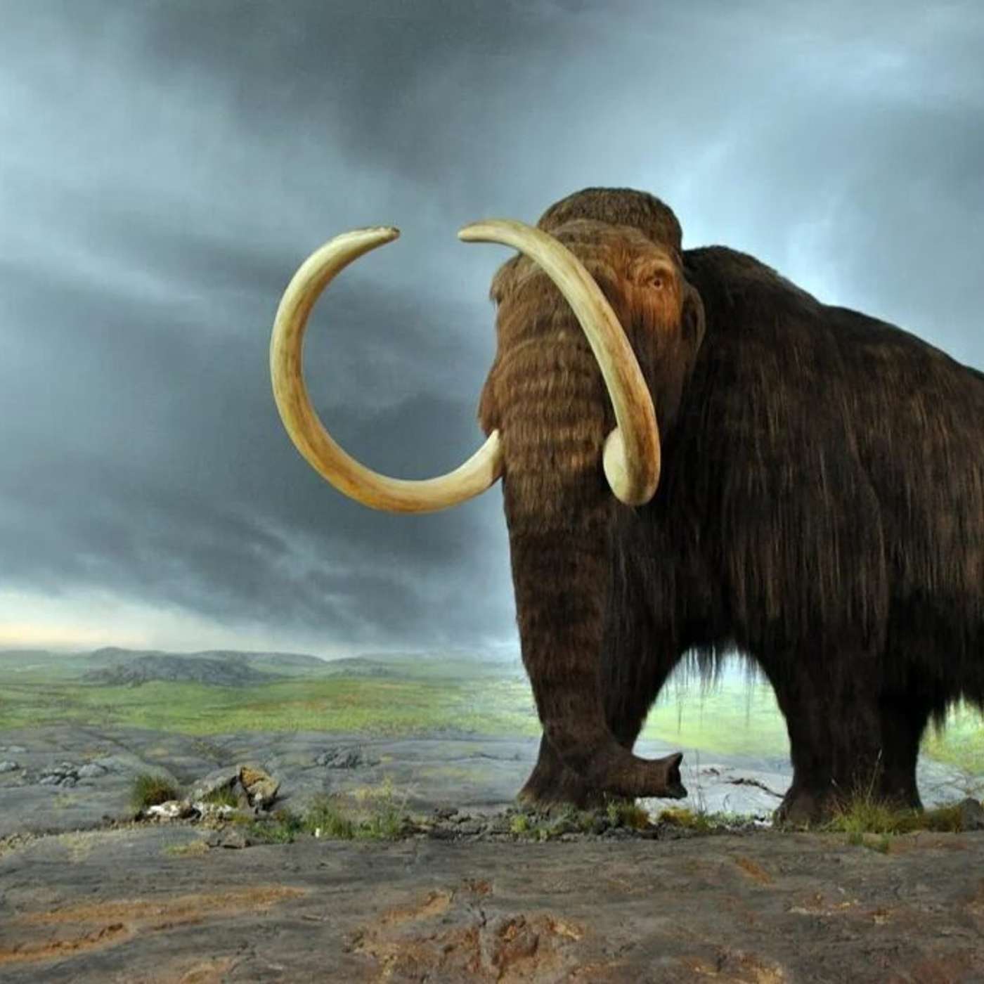 Abi tells about the CIA & extinct animals.
