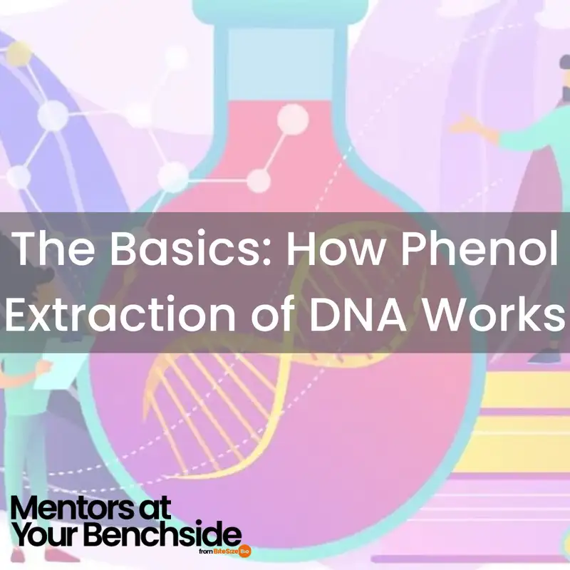 The Basics: How Phenol Extraction of DNA Works