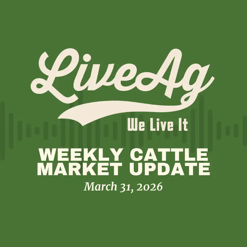 Cattle Market Resilience: Live Cattle Rally, Tight Supply & Strong Auction Demand | Weekly Market Update