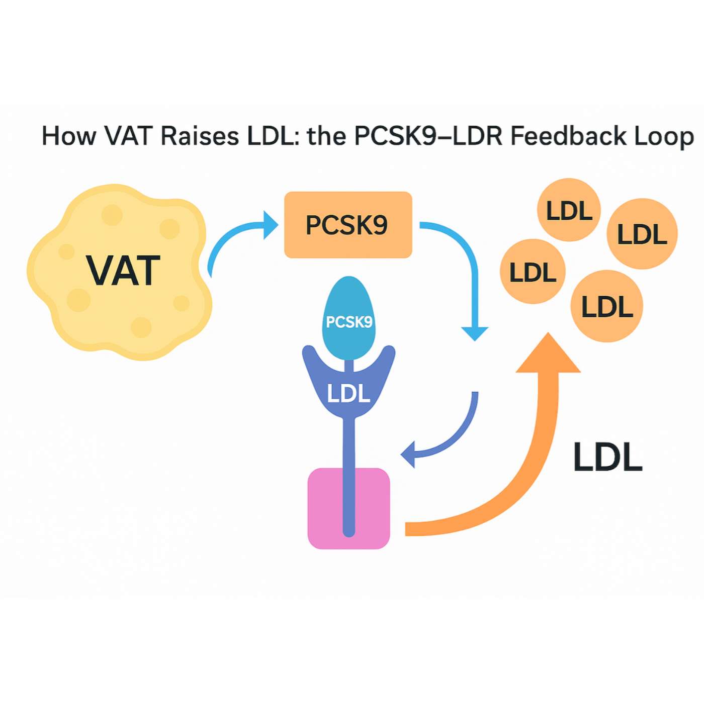 PCSK9, visceral fat, and the modern metabolic environment episode artwork