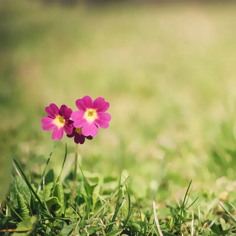 Karmels hage | Trosbekjennelsen | Episode 33 | «Gud ble menneske – Inkarnasjonen»