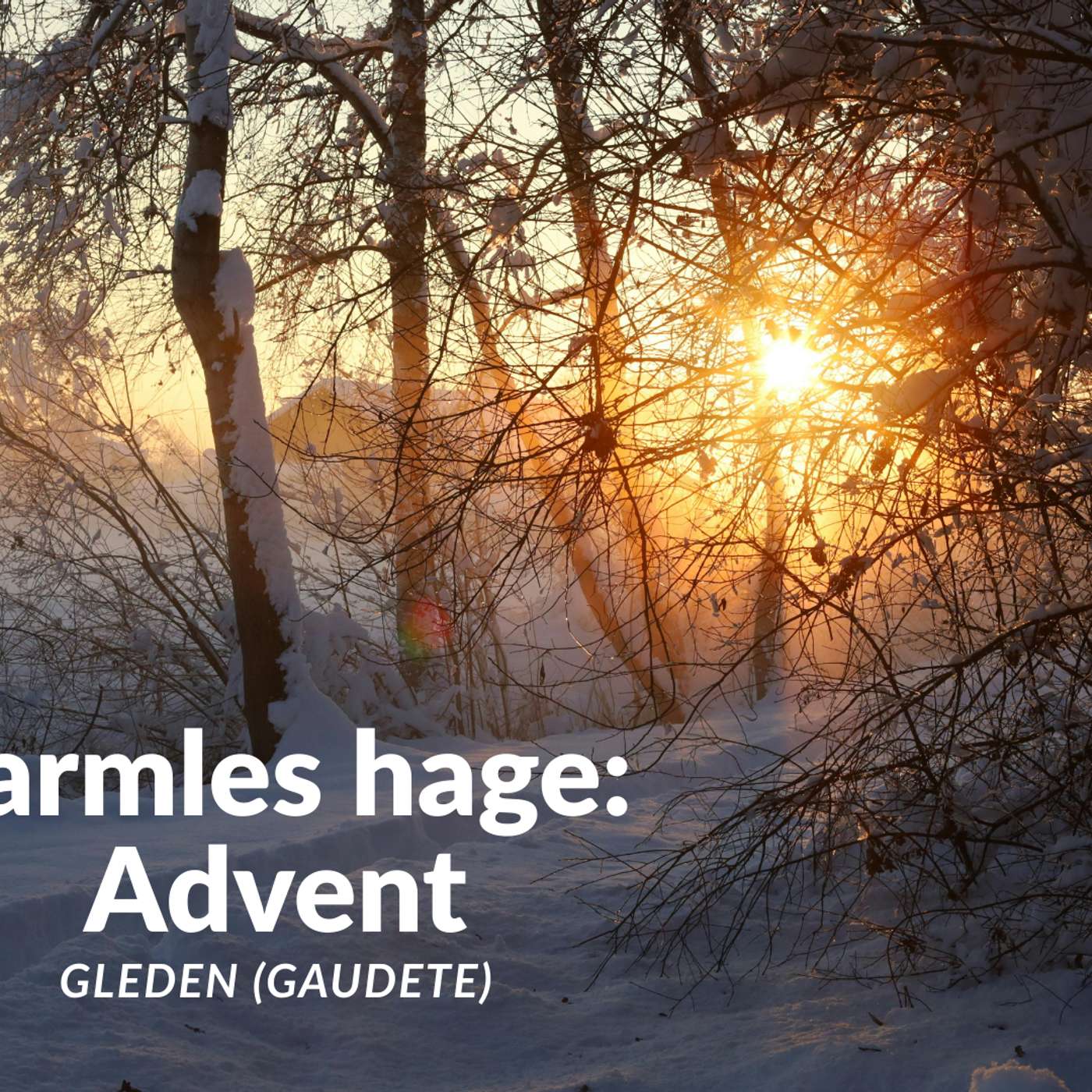Karmels hage | Advent: Gleden (Gaudete)