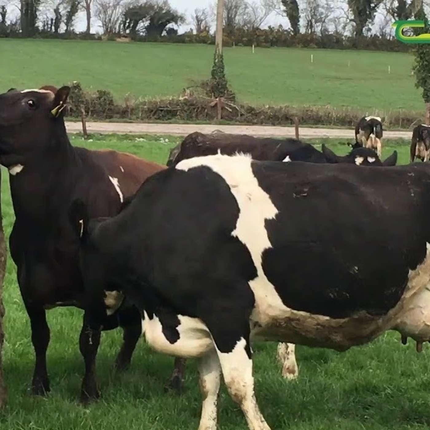 Is it time to pull the bull?