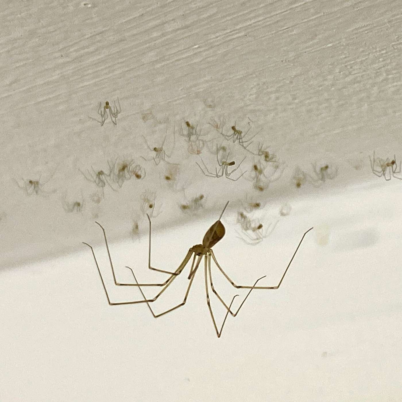 Arachnophobia Arachnophobia