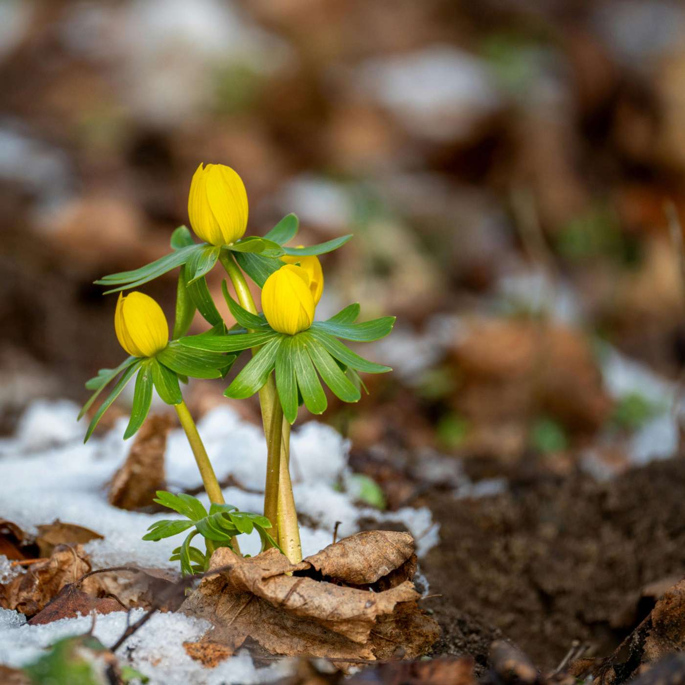 Karmels hage - Trosbekjennelsen | 39 Jesu hjerte