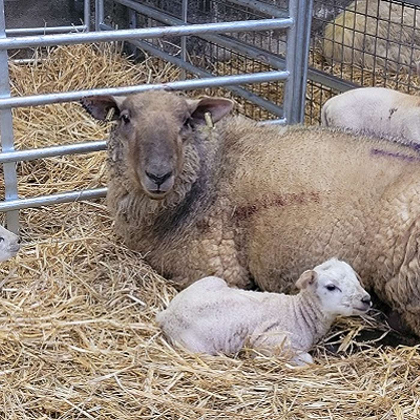 Identifying Potential Replacements: Turning Lambing Data into Genetic Gain