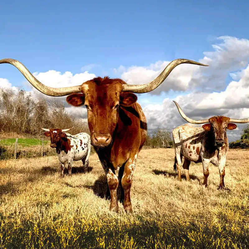 U.S. Fun Facts: Texas