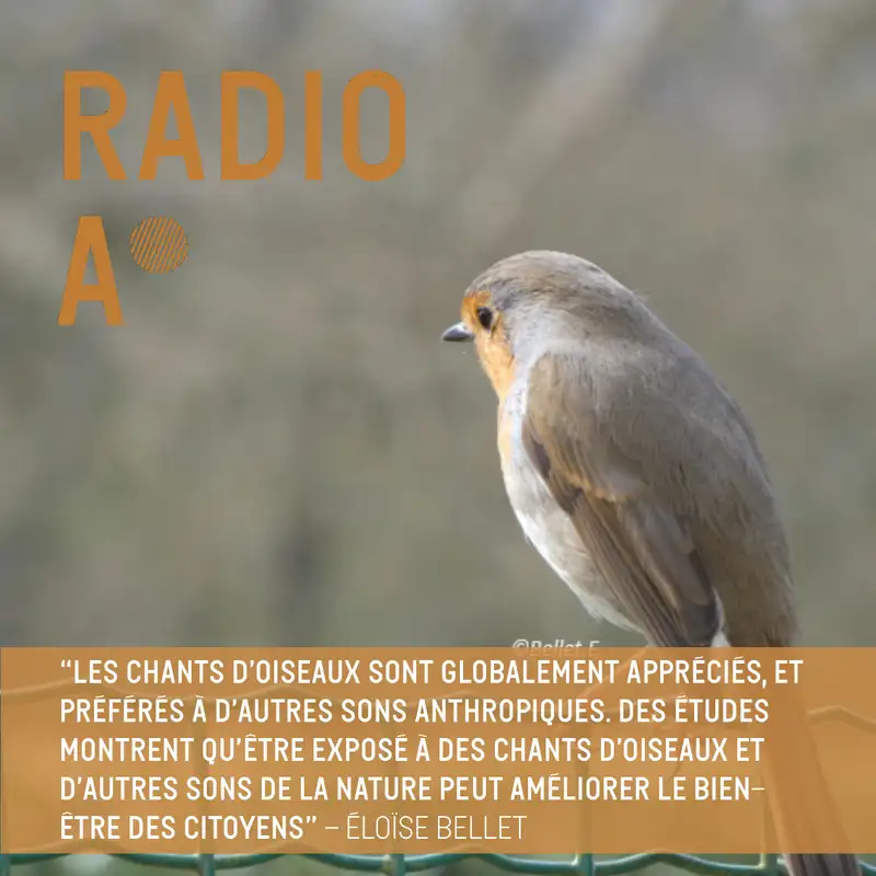 La ville à hauteur d’oiseaux