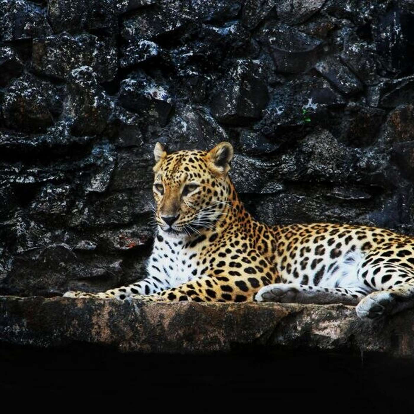 Nagarhole National Park with a with a soulful stop at Namdroling Monastery episode artwork
