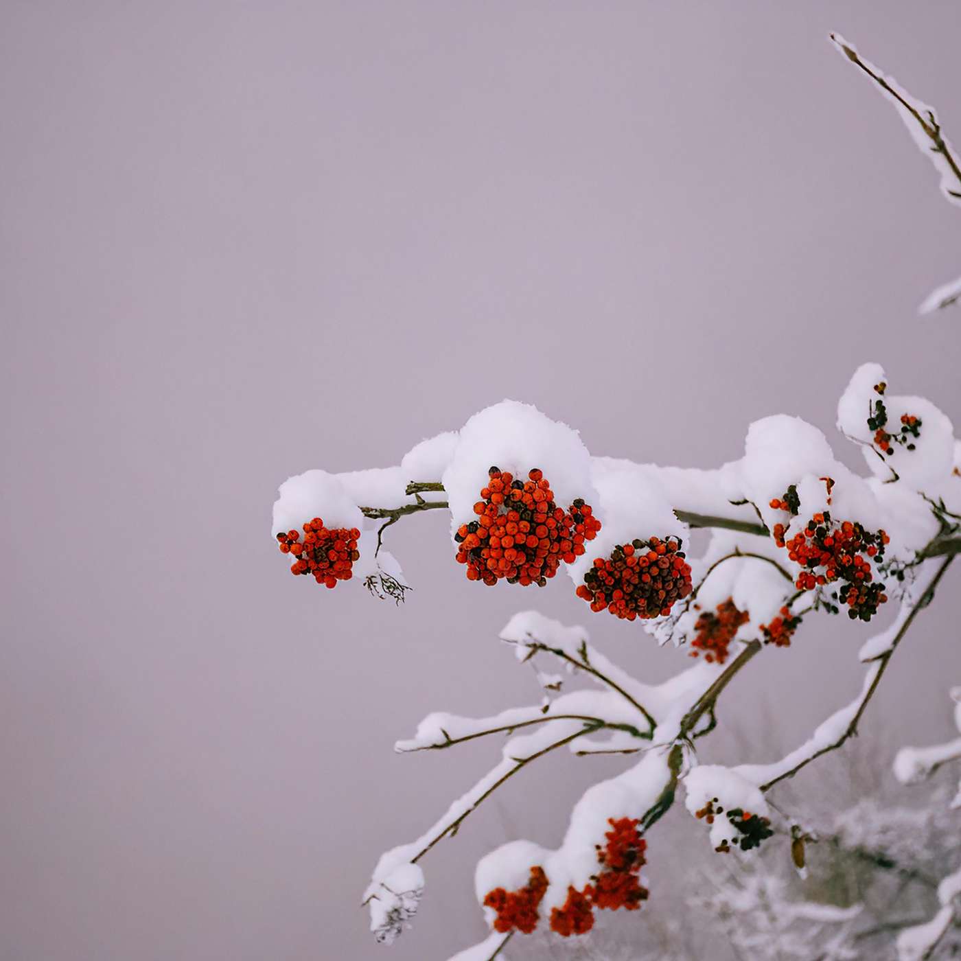 Karmels hage: Kjærlighet, godhet vennlighet og trofasthet – Familiene.