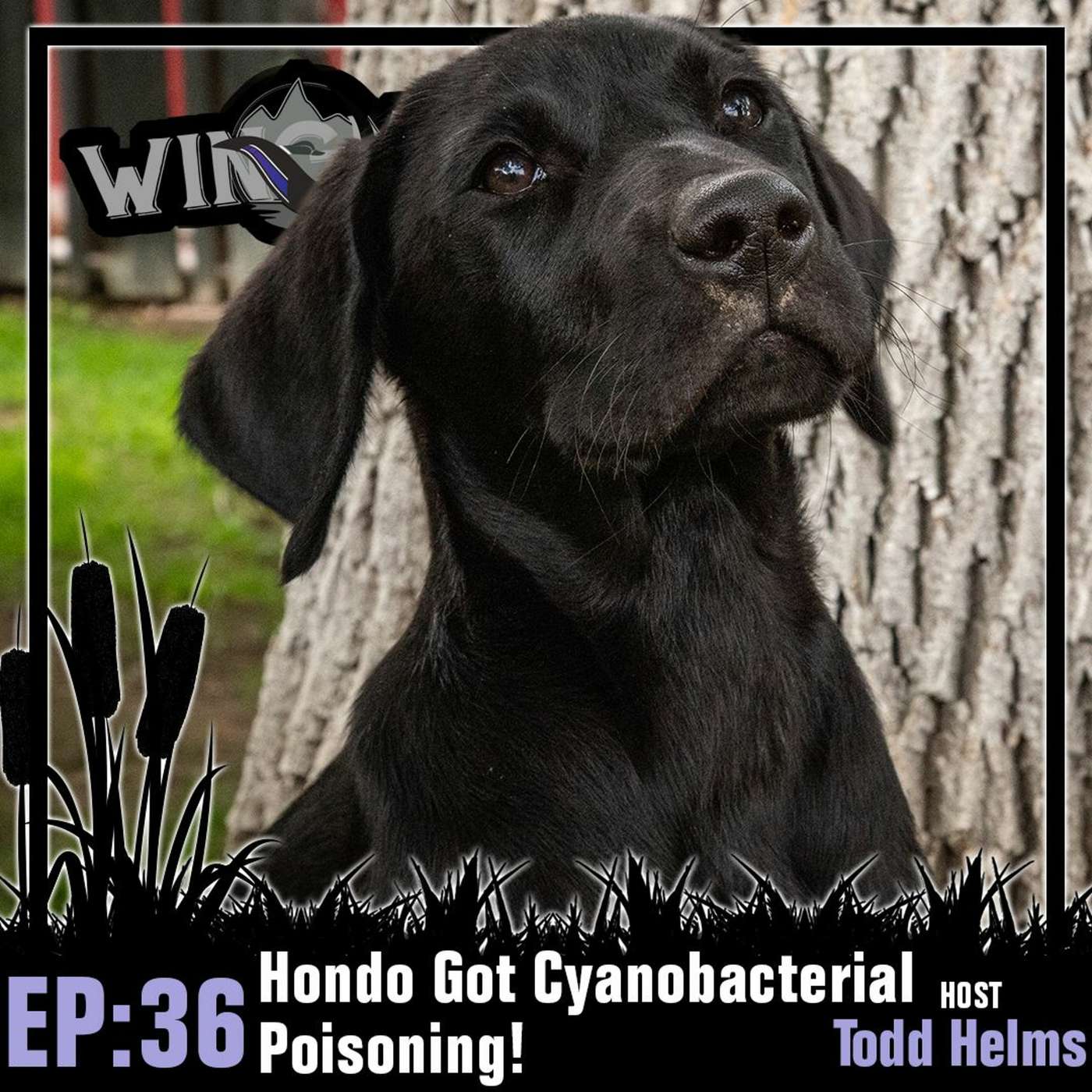 Episode 36: Hondo Got Cyanobacterial Poisoning! episode artwork