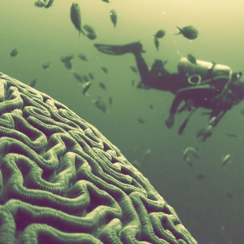 NLP: Generalisation, Deletion, & Distortion