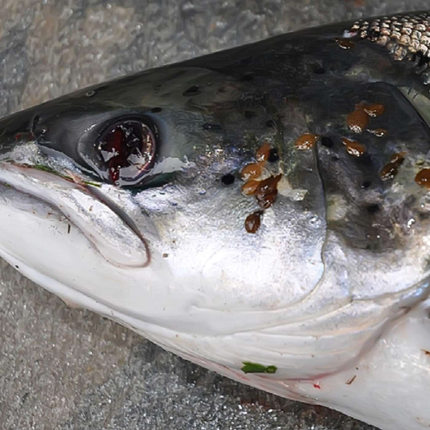 Paddy Gargan on his Landmark Sea Lice Study