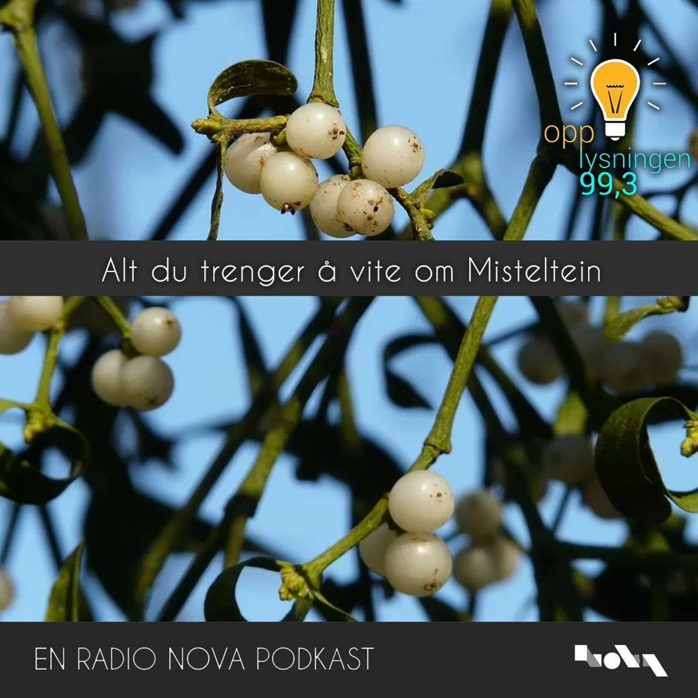 Alt du trenger å vite om Misteltein episode artwork