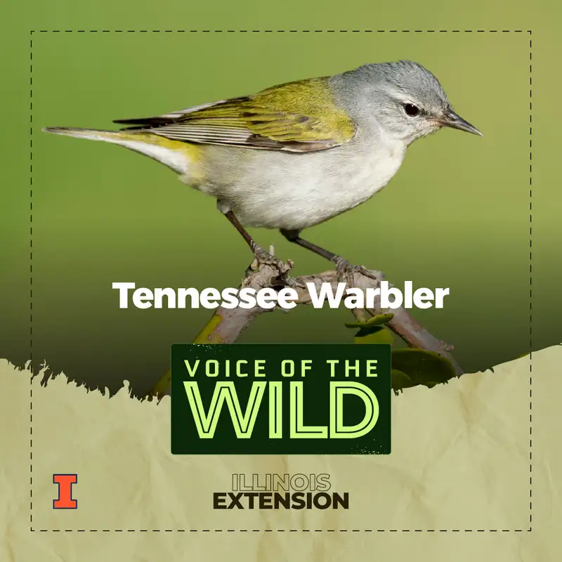 Episode 56: Tennessee Warbler – Voice of the Wild