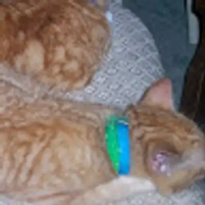 image of podcast supporter