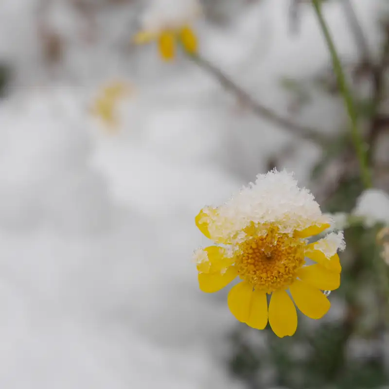 Karmels Hage – Episode 46 | Jesu skjulte livs mysterier