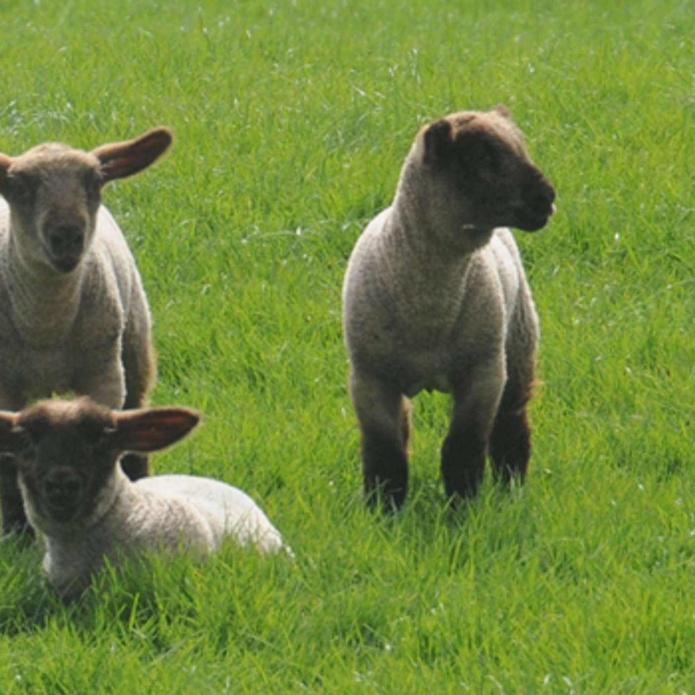 March Grass Update March Grass Update