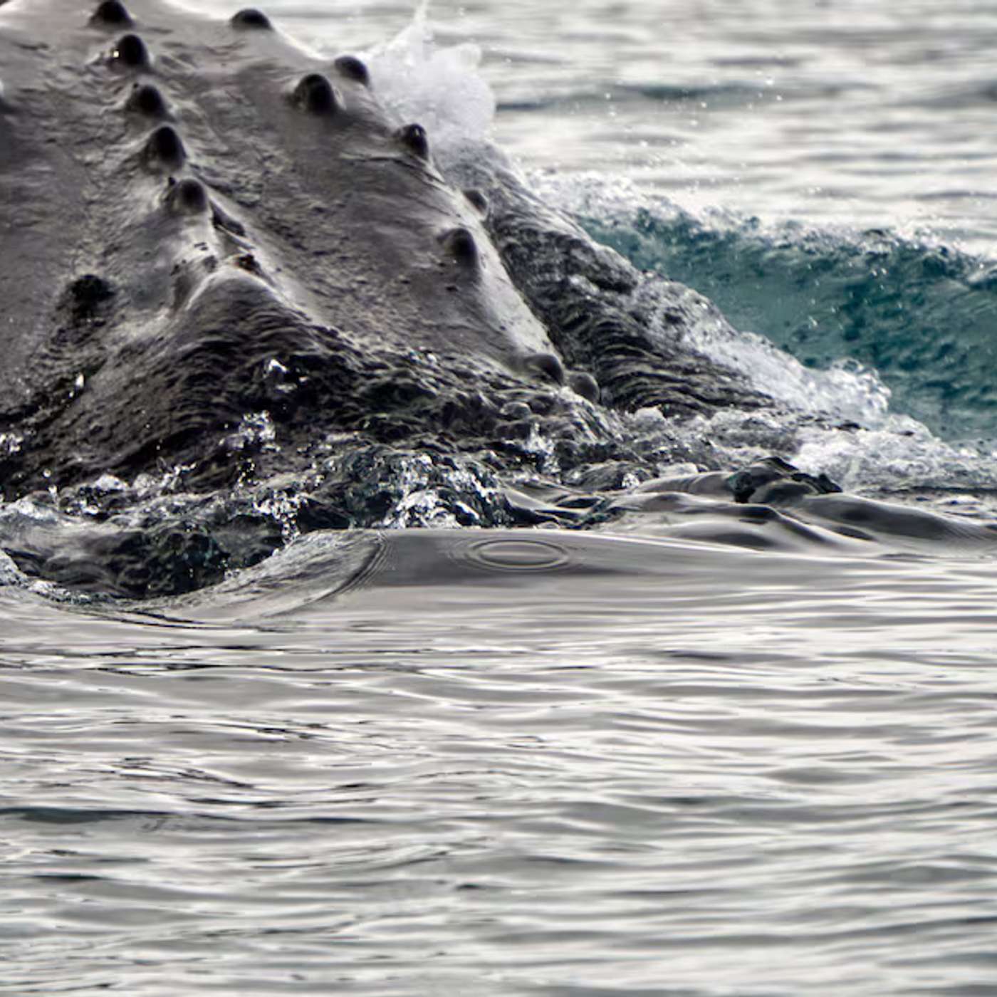 Ancient Whale Song Unearthed, Ryugu Nucleobase Sparks Cosmic Origins Debate, New Exoplanet Boils with Lava, Neurobots Organize Self-Wisdom Nervous Systems, and more... Ancient Whale Song Unearthed, Ryugu Nucleobase Sparks Cosmic Origins Debate, New Exoplanet Boils with Lava, Neurobots Organize Self-Wisdom Nervous Systems, and more...