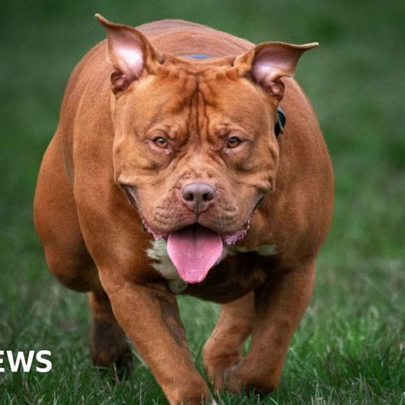 Getty Exposes Altered Photo, UK's Football Governance Bill, XL Bully Dog Rampage Arrests, UK Blocks UAE Takeover, and more... episode artwork