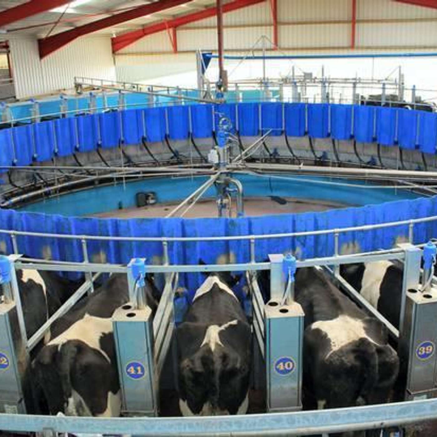 Use of once-a-day milking to reduce labour demand