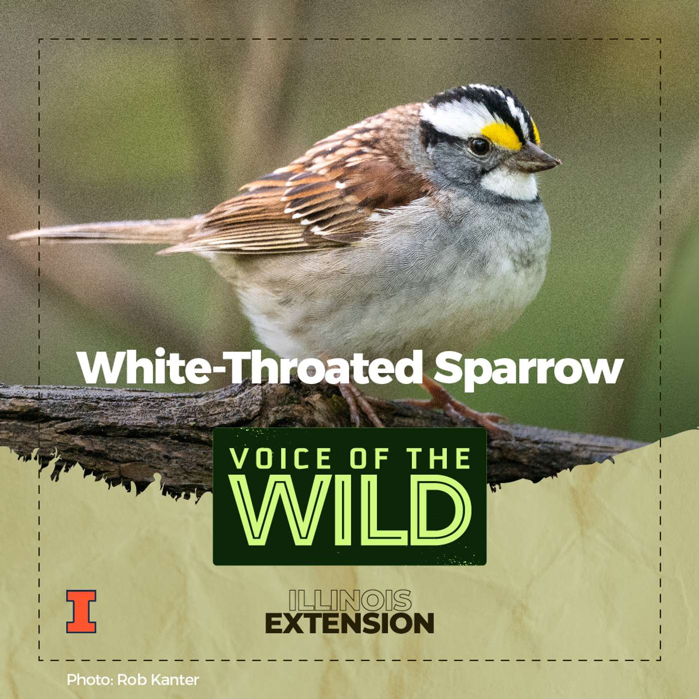 Episode 29: White-Throated Sparrow – Voice of the Wild episode artwork