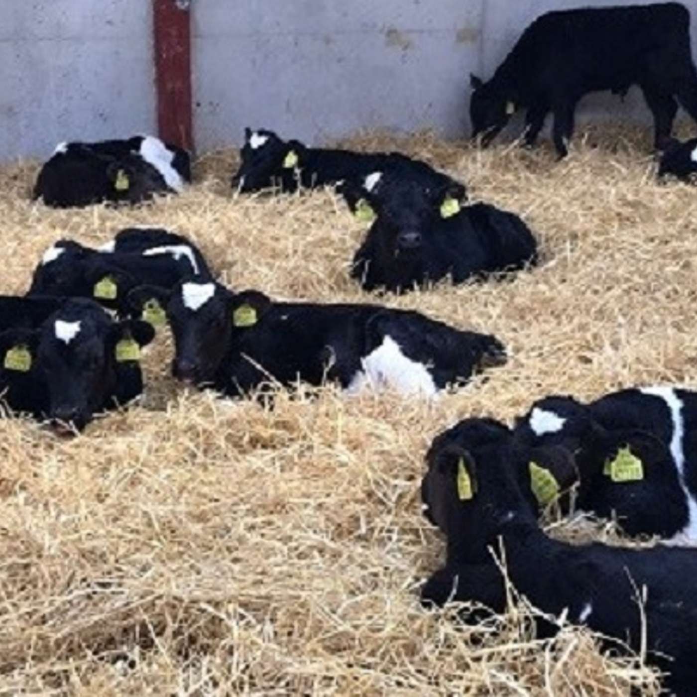 Dairy Calf to Beef (Part 2): From Purchase to Performance - Rearing Dairy-Beef Calves Dairy Calf to Beef (Part 2): From Purchase to Performance - Rearing Dairy-Beef Calves