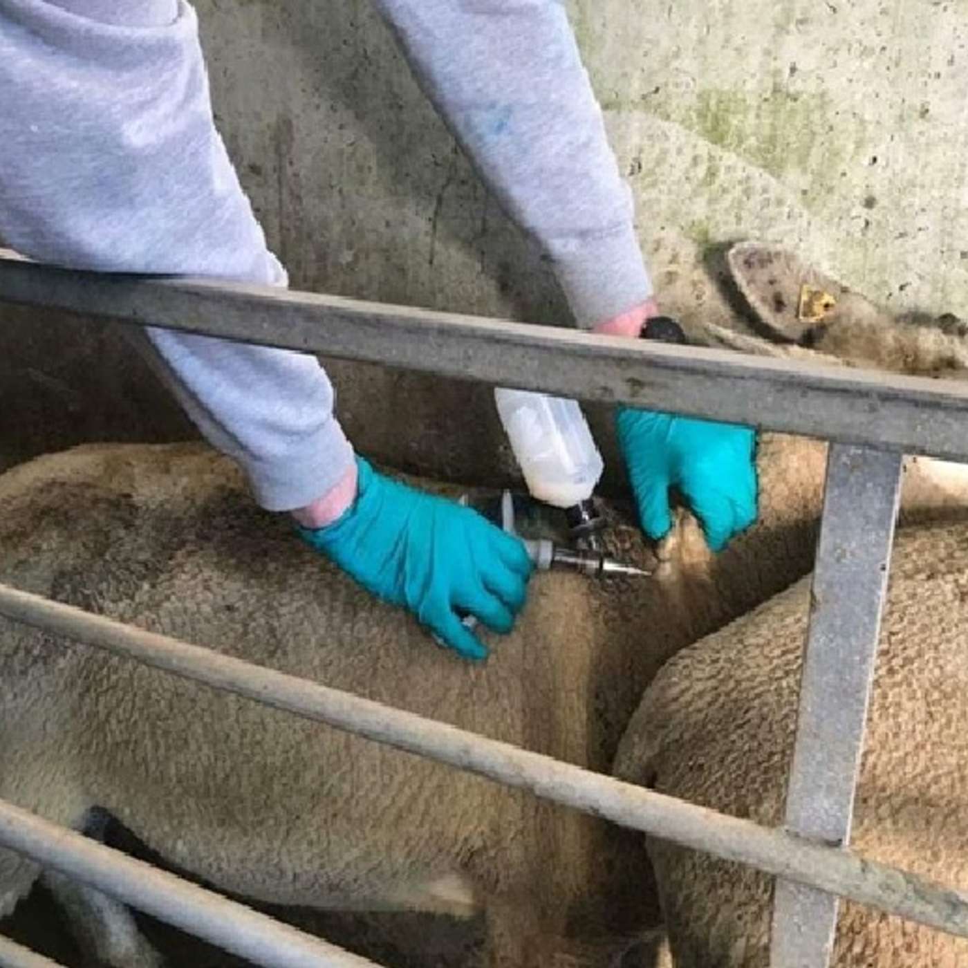 Clostridial Vaccination Pre-Lambing – Timing, Immunity & Best Practice Clostridial Vaccination Pre-Lambing – Timing, Immunity & Best Practice