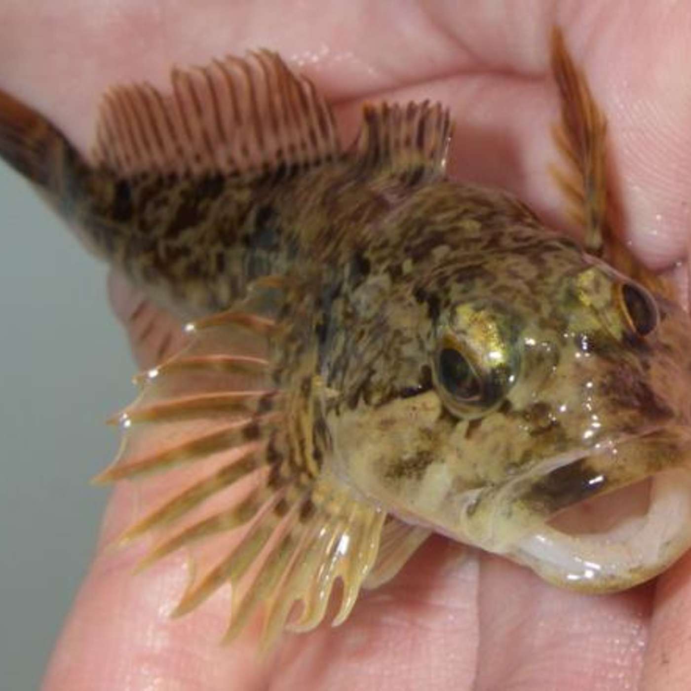 Riffle Sculpin