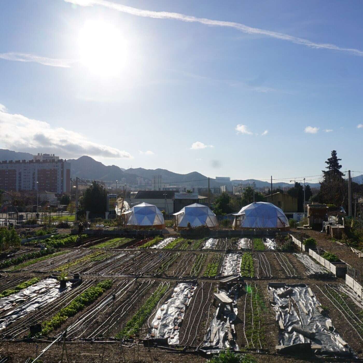 Les capsules du dehors | Au Talus, une agriculture urbaine