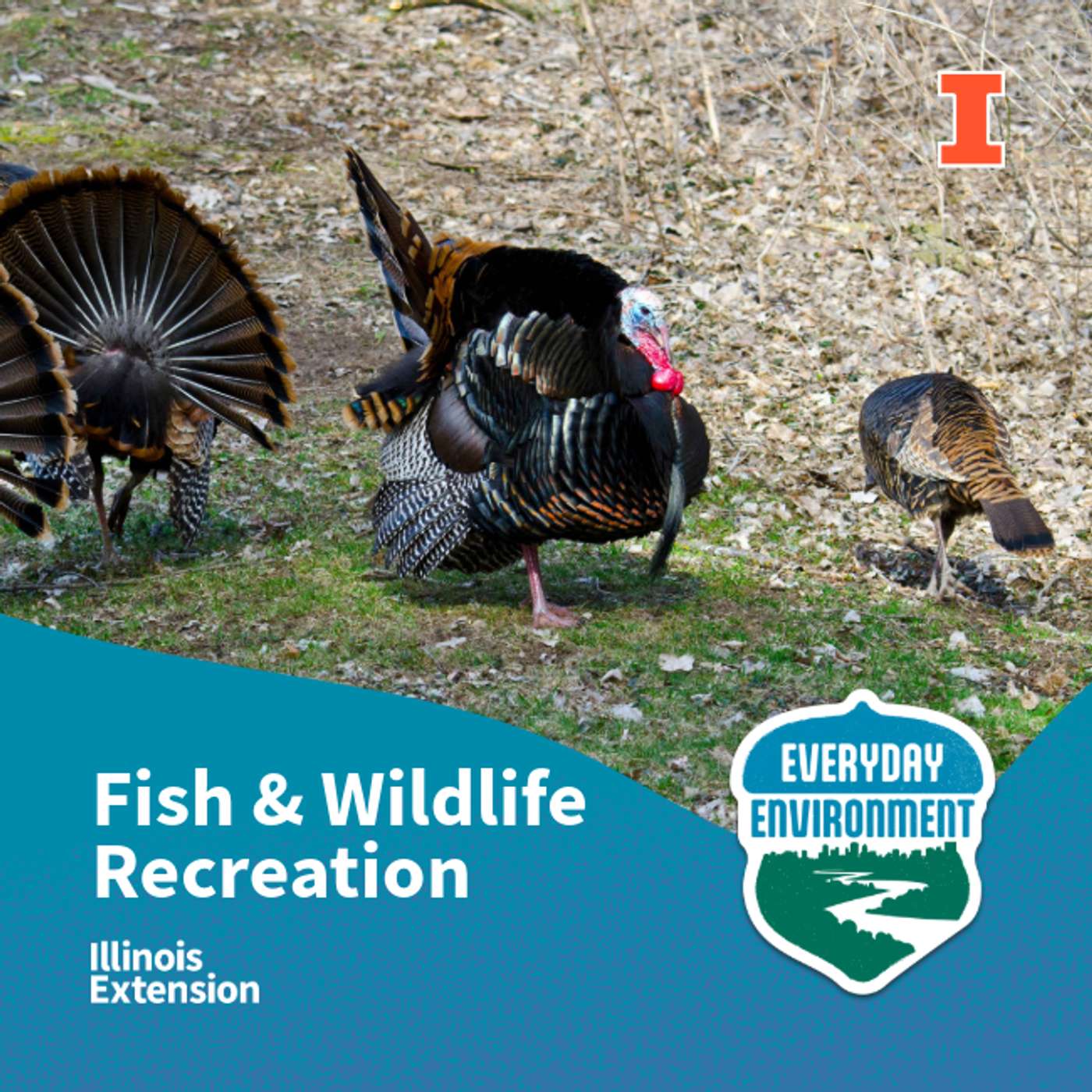 Everyday Environment Podcast