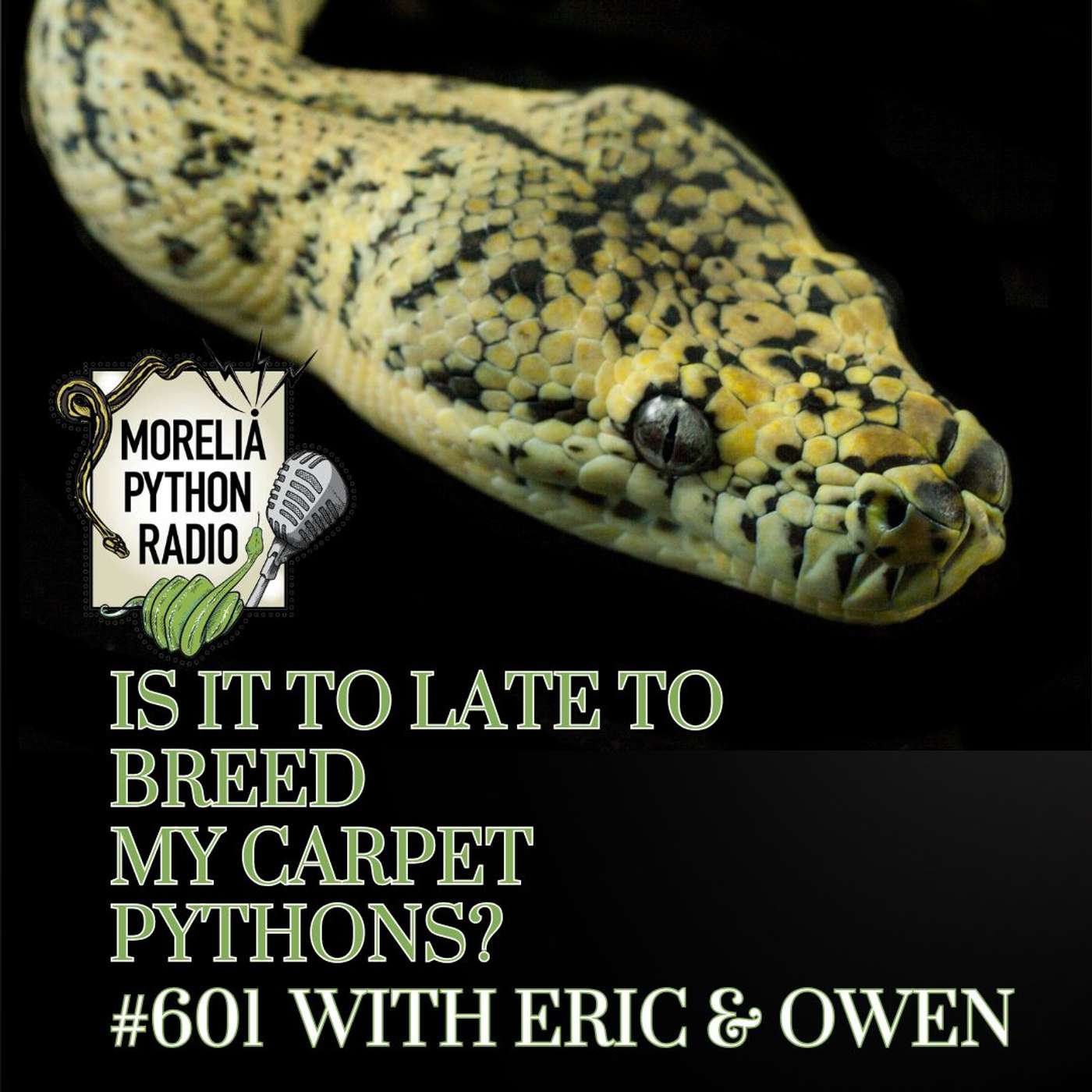 When is it to late to breed Carpet Pythons? Eric & Owen When is it to late to breed Carpet Pythons? Eric & Owen