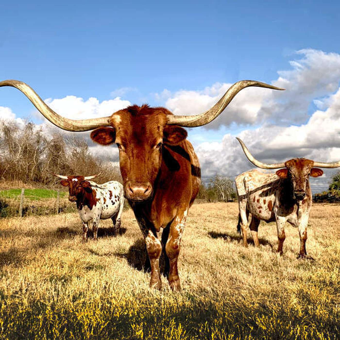 U.S. Fun Facts: Texas episode artwork