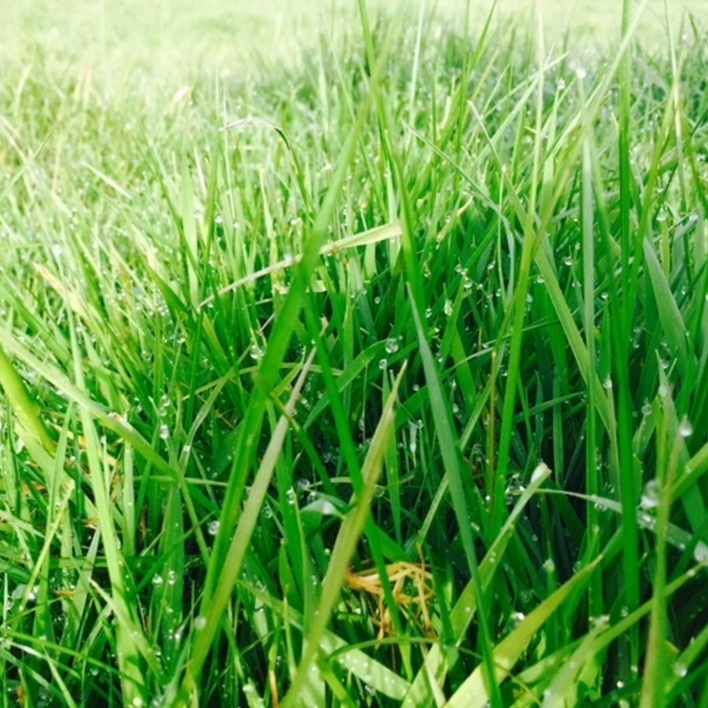 The targets to maximise grass utilisation and minimise costs during the main grazing season