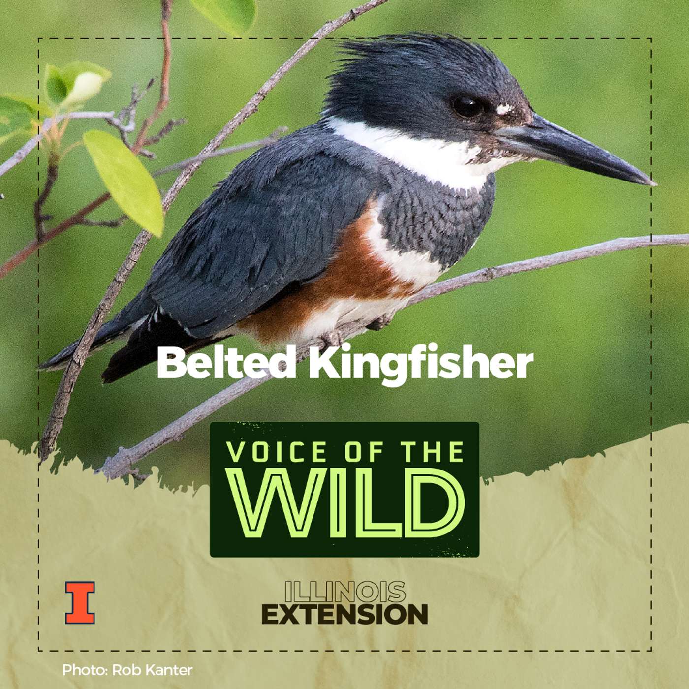 Episode 25: Belted Kingfisher – Voice of the Wild episode artwork