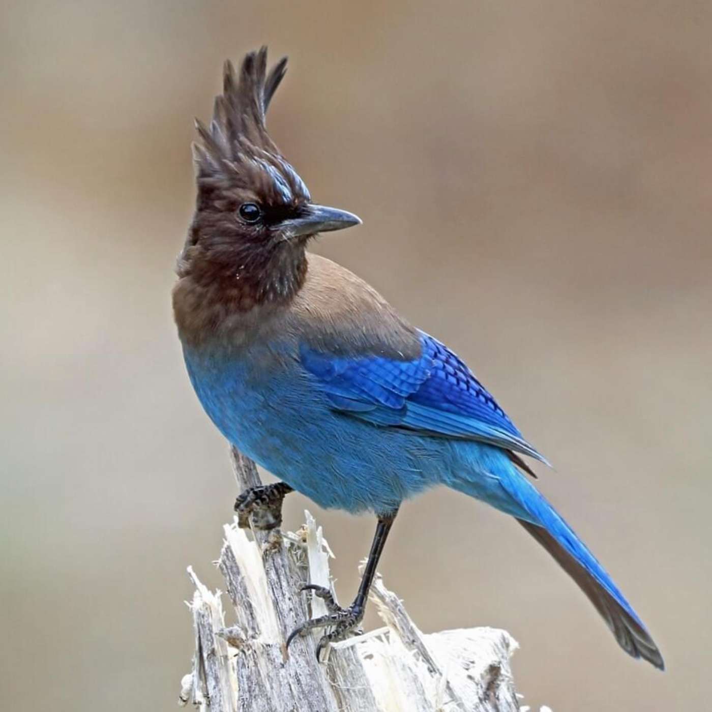 Steller's Jays