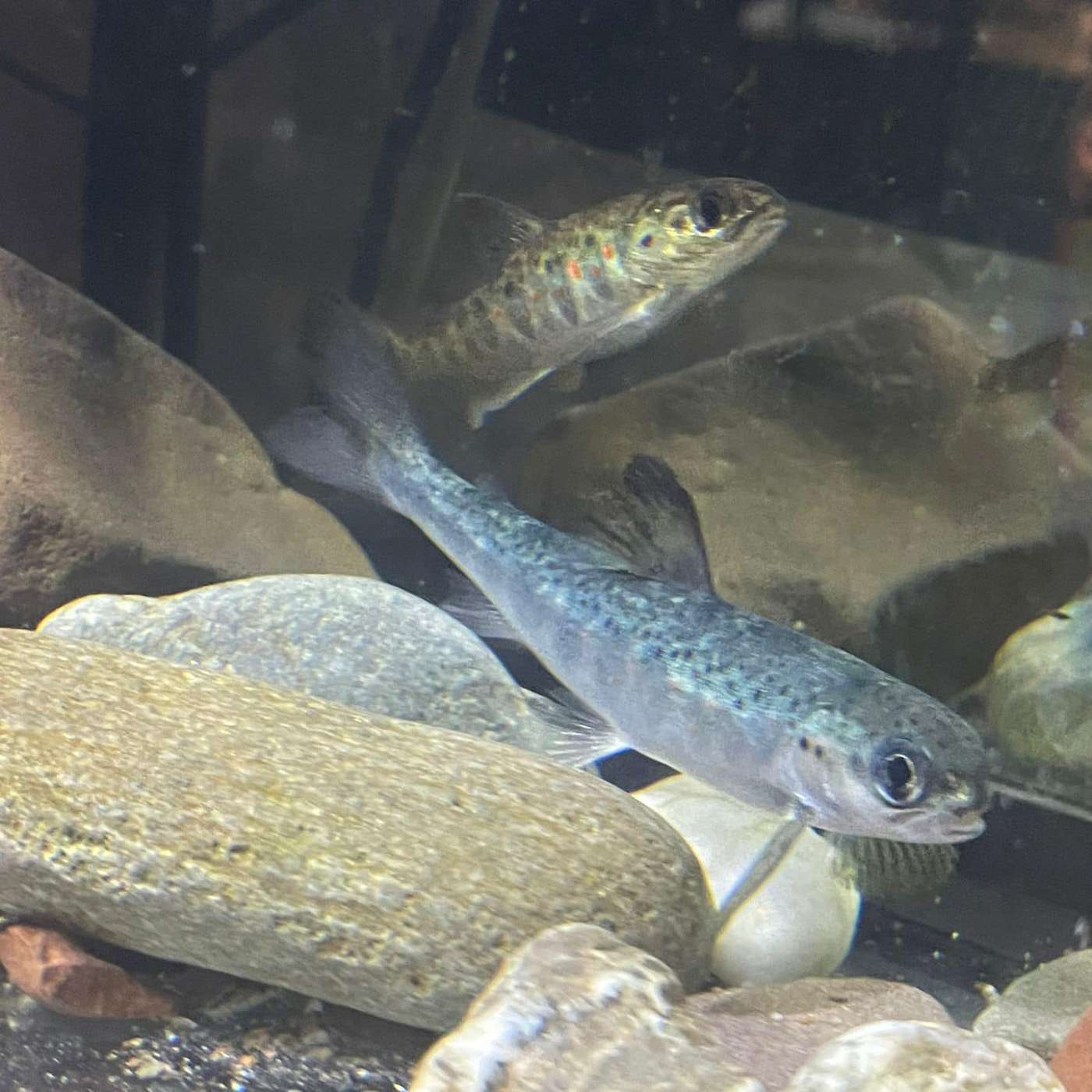 Hatcheries - a solution or a problem?