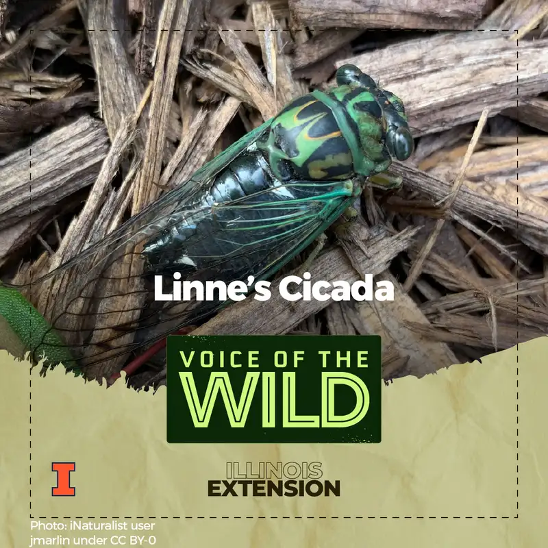 Episode 66: Linne’s Cicada – Voice of the Wild