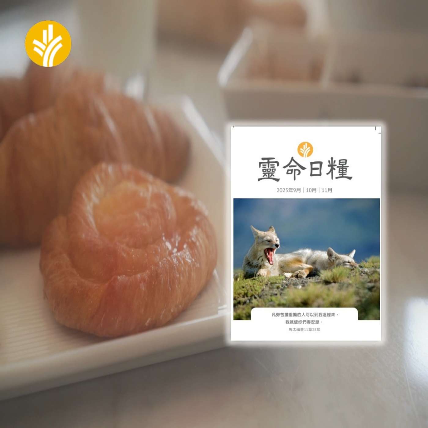 11月13日 善待受苦者